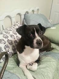 Black And White Boston Terrier Pitbull Mix Pin On Puppies