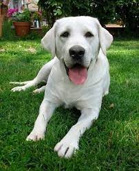 Pin By Lynda Paulson On Dogs Labrador Retriever Labrador Dog Labrador Retriever Puppies