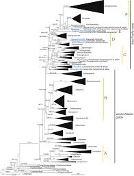 Image result for Grammitis cryptophlebia