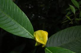 Image result for Calycosiphonia spathicalyx