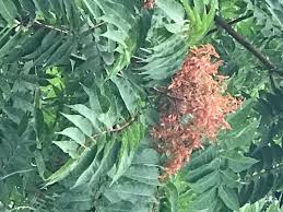 Both sumac and tree of heaven are in flower in northeast ohio, which in fact is one of the best ways to tell them apart. Tree Of Heaven Vs Sumac How Can You Tell The Difference Bygl