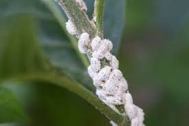 Image result for Mealybug cucumber