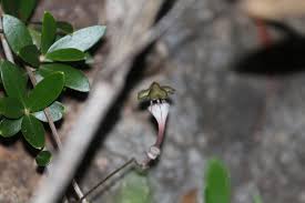 Image result for Ceropegia rendallii