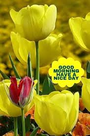 Good Morning Flowers Beautiful Flowers Beautiful Roses