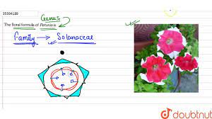 The Floral Formula Of Petunia Is Youtube