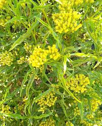 Image result for Psiadia punctulata