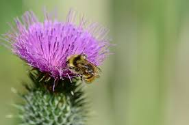There are many flowers you could plant. 7 Ways You Can Help Canada S Bees Cottage Life