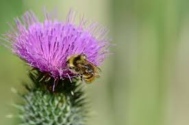 Simple flowers are bee favorites some of the best flowers for honey bees have single flowers. 7 Ways You Can Help Canada S Bees Cottage Life