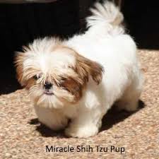 We did not find results for: Shih Tzu Puppies Surprising Facts And Complete Information