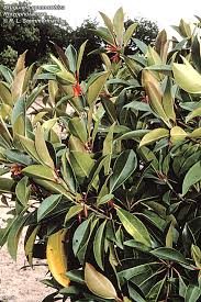 Image result for Rhizophoraceae