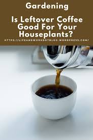 Is Leftover Coffee Good For Your Houseplants In 2021 Coffee Good For You Houseplants Fertilizer For Plants