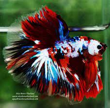 Betta Fish Ohm Siam Candy Nemo Galaxy Nice Betta Thailand Co Ltd Betta Fish Betta Betta Fish Care
