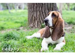 Our basset hound puppies for sale come from either usda licensed commercial breeders or hobby breeders with no more than 5 breeding mothers. Basset Hound Puppies For Sale In California Ca Purebred Basset Hounds Puppy Joy