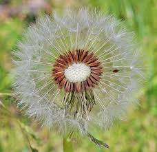 Image result for Taraxacum