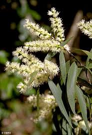 Image result for Melaleuca leucadendron
