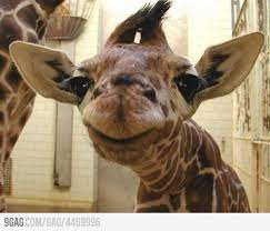A Smiling Giraffe Cute Animals Smiling Animals Happy Animals