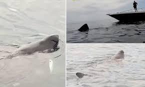 Check spelling or type a new query. Giant 26ft Basking Shark Spotted Off Spanish Beach Two Weeks After 13ft Monster Was Spotted Nearby Daily Mail Online