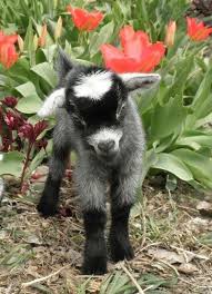 18 april at 10:58 ·. Pin De Neus Mesquida En Funny Farm Animals Animales Adorables Animales Bonitos Cabras Bebe