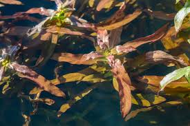 Image result for Nesaea crassicaulis