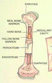 This short article will describe the spongy bone histology and labeled diagram and real slide pictures. Anatomy Histology And Physiology Of Bone Springerlink