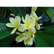 Pin On Plumeria