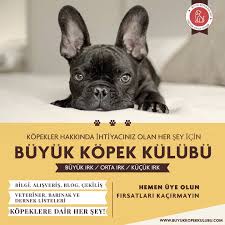 Buyuk Kopek Kulubu Home Facebook