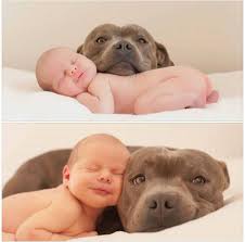 Pittbulls Are The Best They Have The Same Smile In The Bottom Pic Cok Sirin Hayvanlar Pitbull Sevimli Kopek Yavrulari