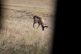 Antelope - Wikipedia