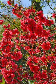 Use flowering quince kurokoji as a foundation plant, hedge, or in containers in areas like auburn, citrus heights, elk grove, folsom, rocklin, roseville and sacramento. Chaenomeles Japonica Japanese Quince Buy Seeds At Rarepalmseeds Com