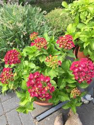 Pin Von Brigitte Einicher Auf Mein Garten Meine Pflanzen Und Meine Ideen Pflanzen Garten Ideen