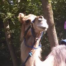 How the camel got his hump kipling's story. Pin On John Ball Zoo