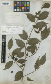 Image result for Octolepis decalepis