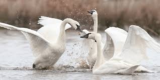 The north american population is often called. Swan Song 5 Fun Facts About These Majestic Creatures The National Wildlife Federation Blog The National Wildlife Federation Blog