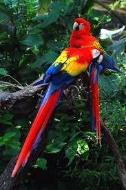 The Scarlet Macaw Ara Macao Is A Large Colorful Macaw Pin For Pinterest Amazon Rainforest Animals Rainforest Animals Rainforest Birds