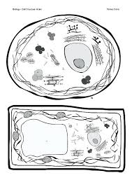 Ncert solutions for class 8 science chapter 8 cell structure. 34 Draw And Label The Plant Cell Labels Design Ideas 2020