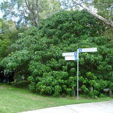 Image result for Macaranga spinosa