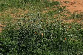 Image result for Maerua edulis