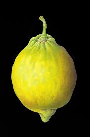Pin By Corinne Cash On For The Home Botanical Watercolor Fruit Botanical Art