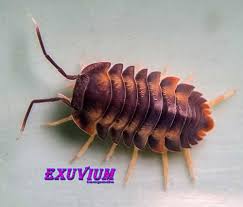 Image result for Isoglossa vulcanicola