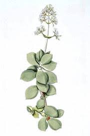 Image result for Crassula globularioides