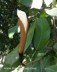 Image result for Baikiaea