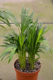 Image result for Dypsis lutescens