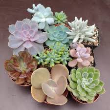Pink succulents look great on their own and they also pair beautifully with other succulents. Succulents Cacti Plants Seeds And Cuttings Cactusplaza Com