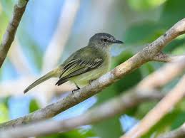 Image result for Tolpis capensis