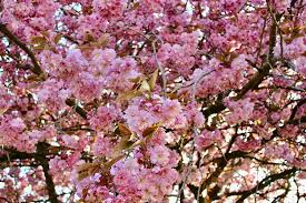 2296645), is a wholly owned subsidiary of the woodland trust. Cherry Blossom Glasgow Scotland Flower Nature Plant Outdoor Summer Park Tree Pxfuel