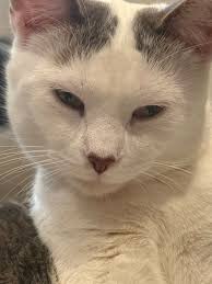 Mama Luna's adopted babies