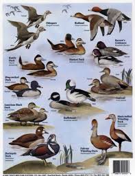 Duck Identification Chart Duck Identification Chart Bird