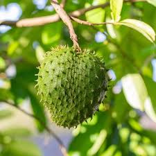 Image result for Annona muricata