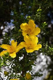 Image result for Hypericum revolutum