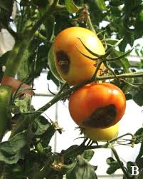 Maybe you would like to learn more about one of these? Nutrient Disorders Of Tomato A Nitrogen Deficiency B Calcium Download Scientific Diagram